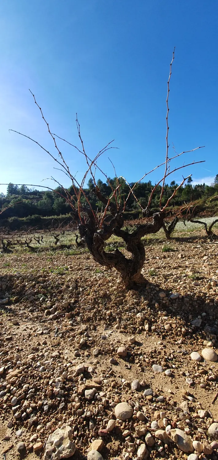 Torroja Landschaften von Cal Viola