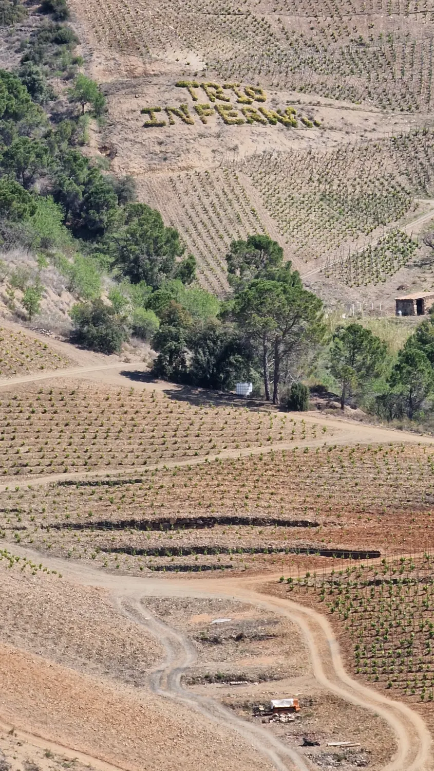 Torroja von Cal Viola