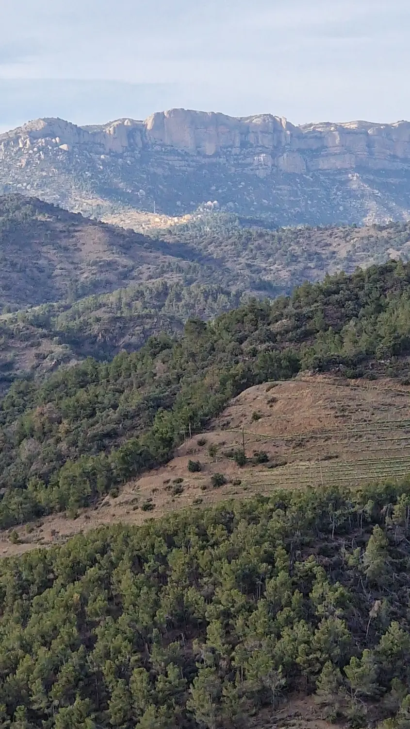 Cal Viola - Montserrat Falgueras Alabart