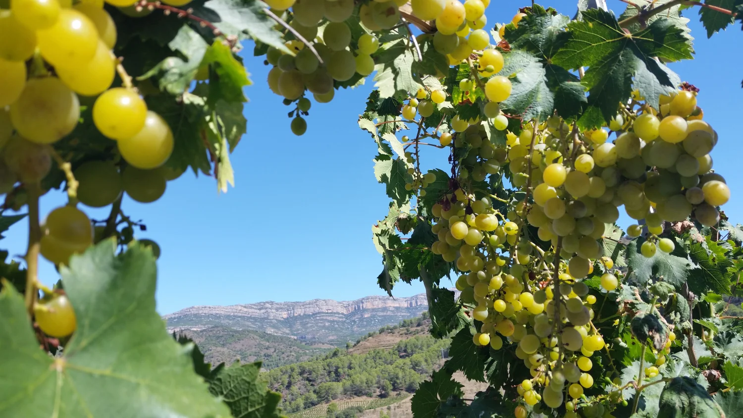 Casa Rural Priorat 