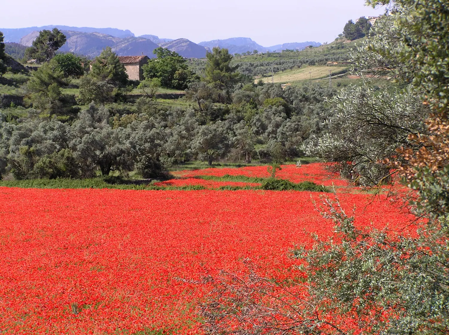 Torroja del Priorat 